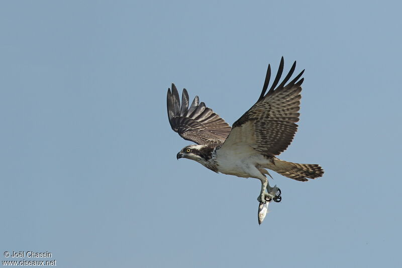 Western Ospreyimmature, identification, Flight, fishing/hunting