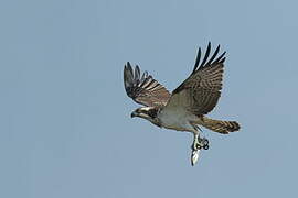 Western Osprey