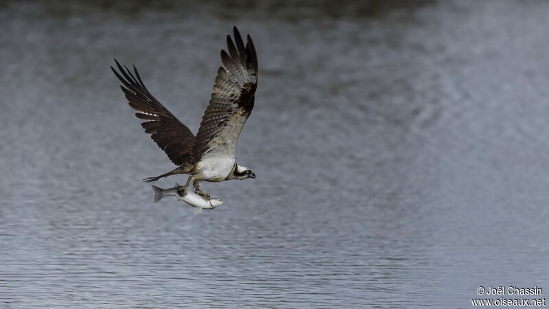 Western Osprey, identification, fishing/hunting