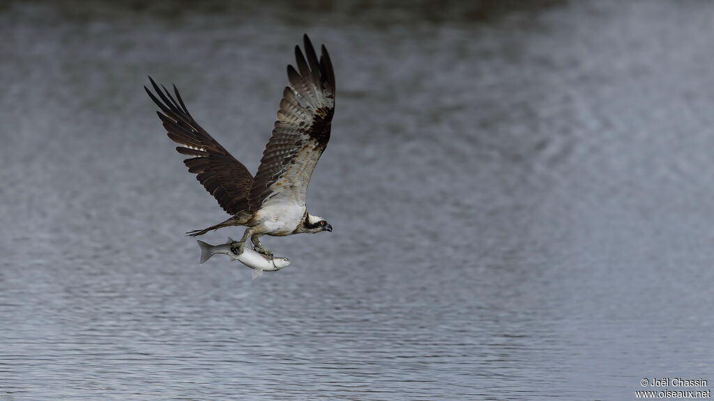 Balbuzard pêcheur, identification, pêche/chasse