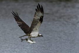 Western Osprey