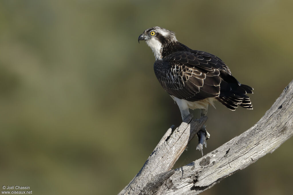 Western Osprey, identification