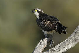 Western Osprey