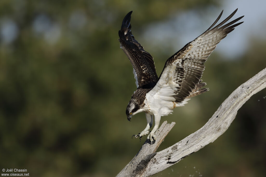 Osprey, identification