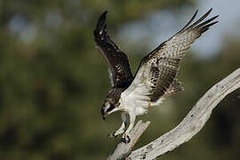 Western Osprey