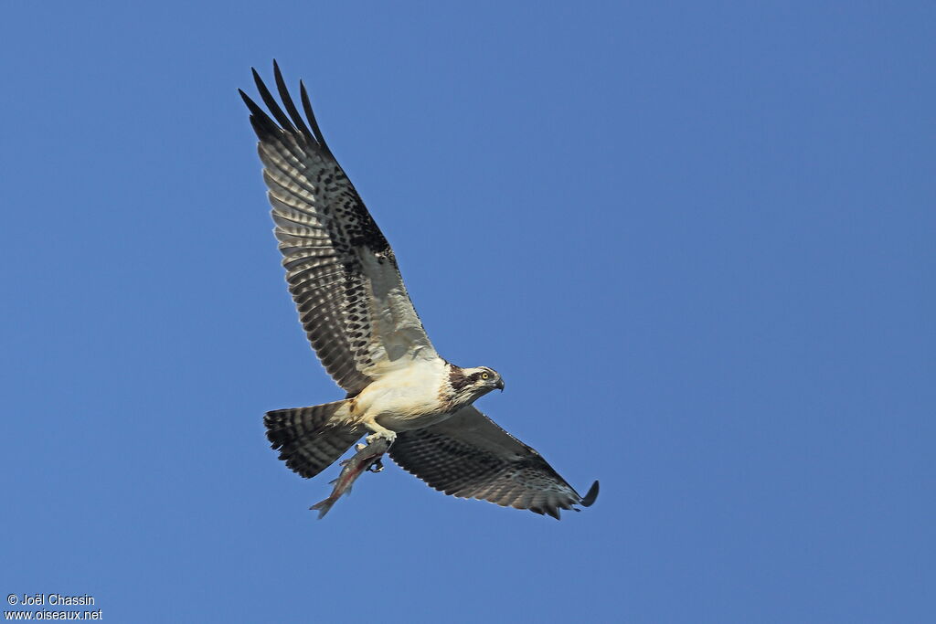 Osprey, identification, Flight, fishing/hunting