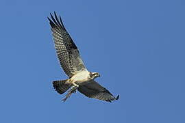 Western Osprey