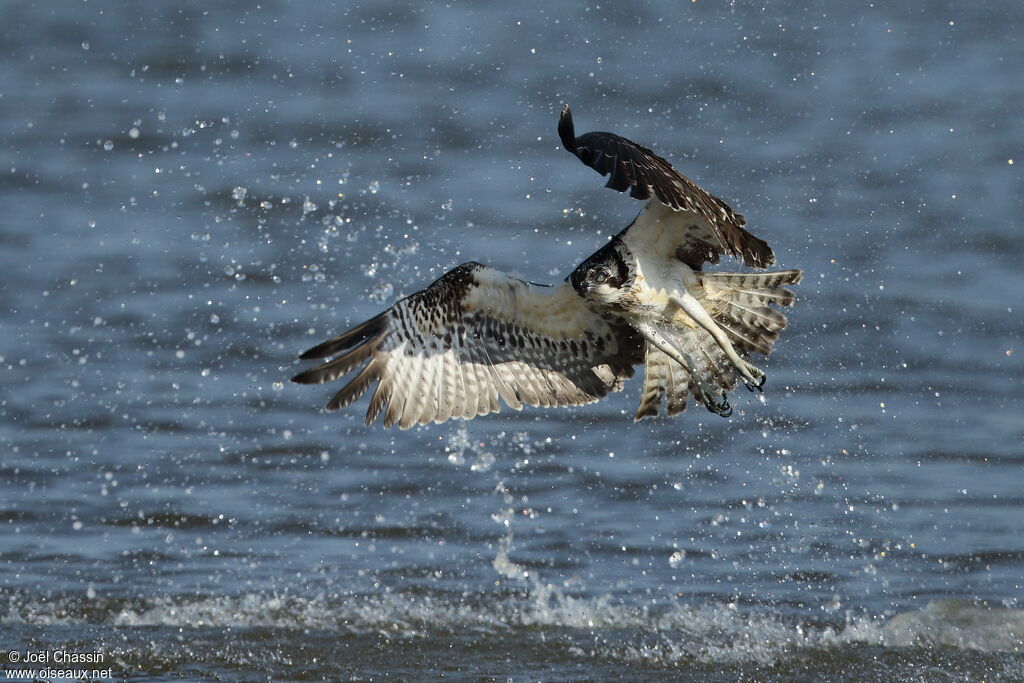 Western Osprey, Flight