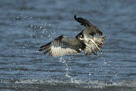 Western Osprey