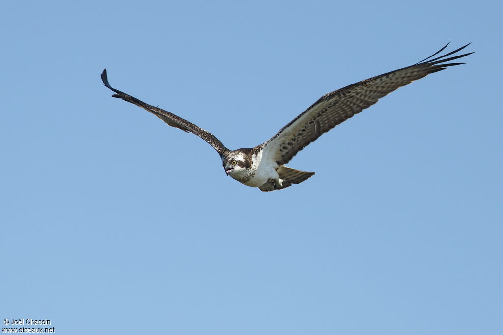 Western Osprey, Flight