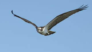 Western Osprey