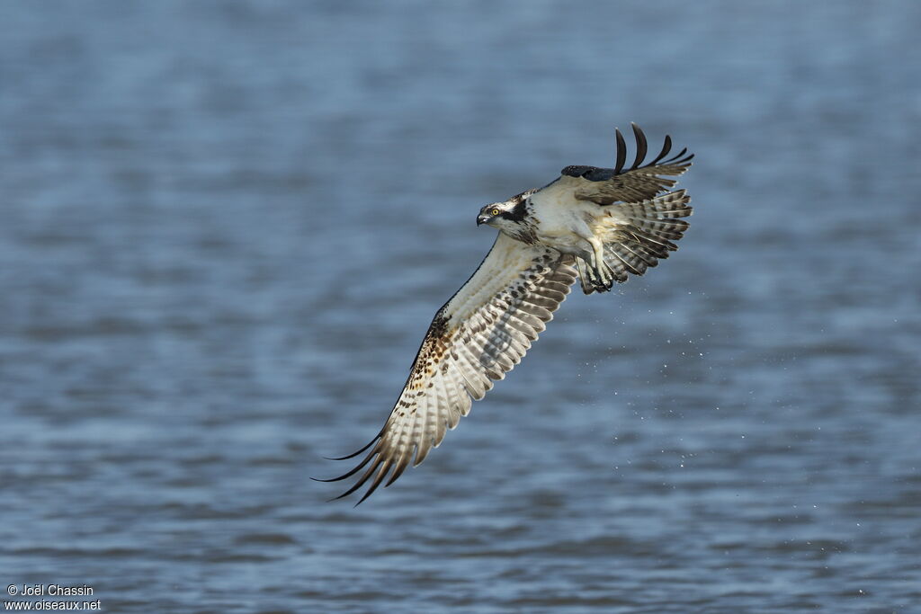 Western Osprey, Flight