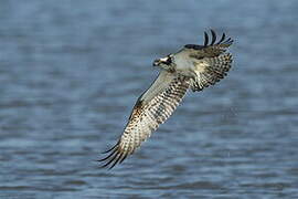 Western Osprey