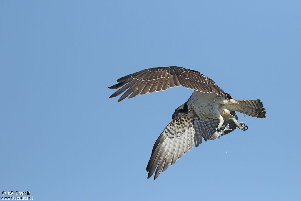 Western Ospreyimmature, Flight, fishing/hunting