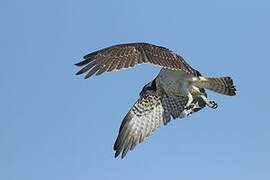 Western Osprey