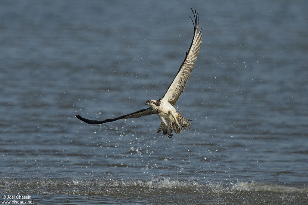 Western Ospreyimmature, identification, Flight, fishing/hunting