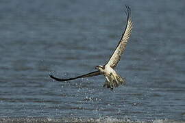 Western Osprey