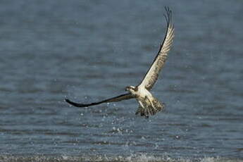 Balbuzard pêcheur