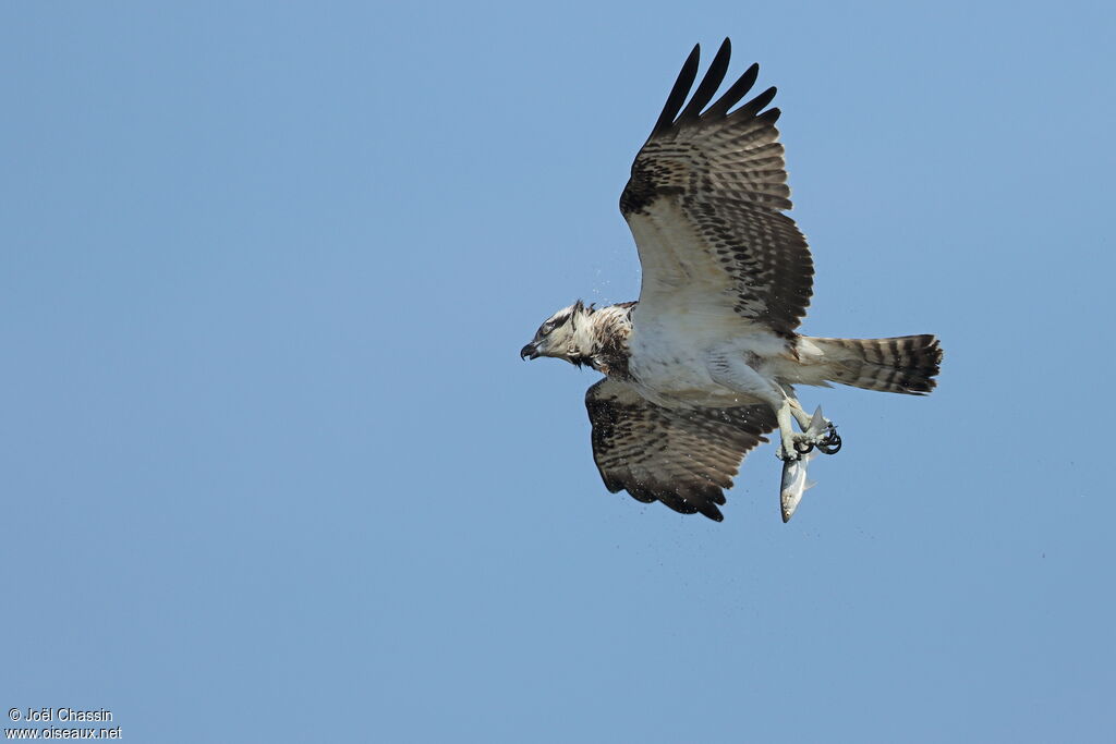 Ospreyimmature, identification, Flight, fishing/hunting