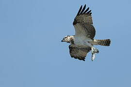 Western Osprey