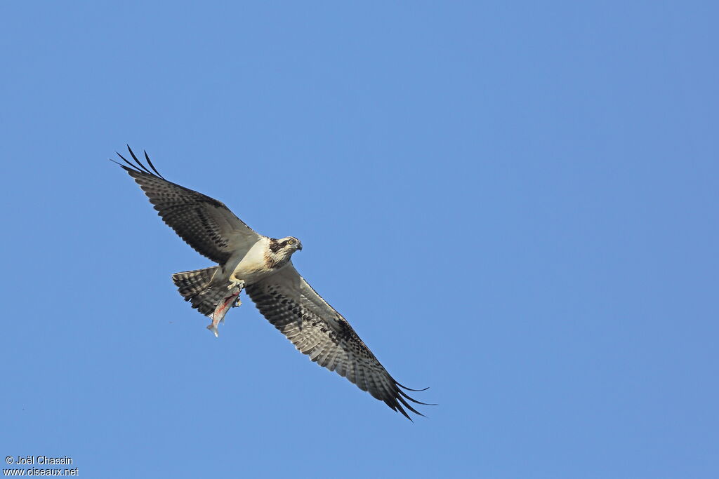 Western Ospreyimmature, identification, Flight, fishing/hunting