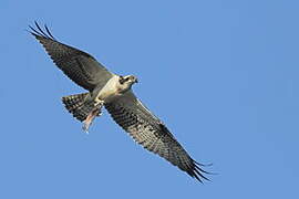 Western Osprey