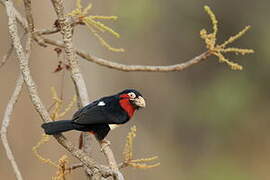 Bearded Barbet