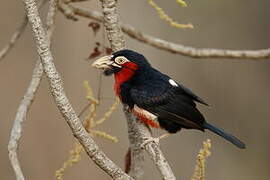 Bearded Barbet