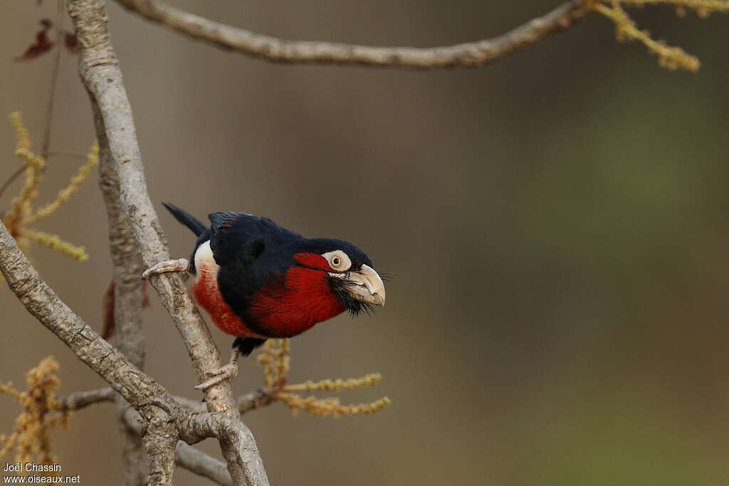 Bearded Barbet, identification