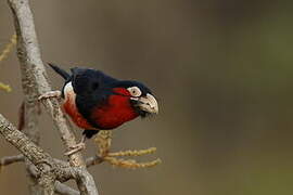 Bearded Barbet