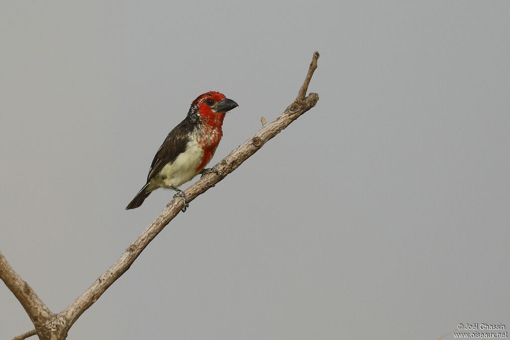 Vieillot's Barbet, identification