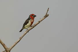 Vieillot's Barbet