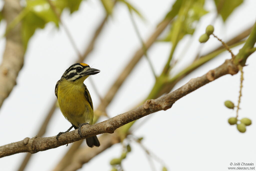 Barbion à front jaune, identification