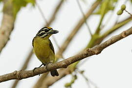 Yellow-fronted Tinkerbird