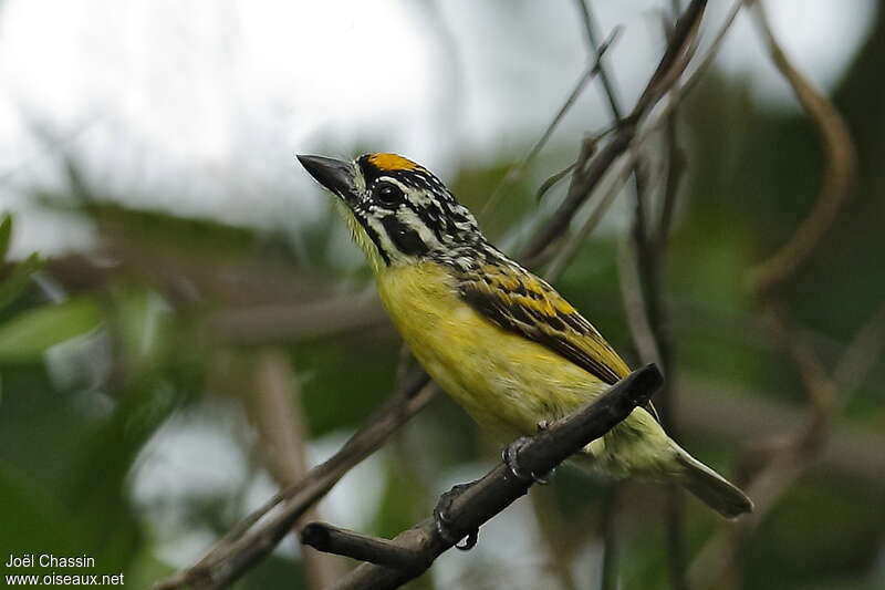Yellow-fronted Tinkerbirdadult, identification