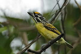 Yellow-fronted Tinkerbird