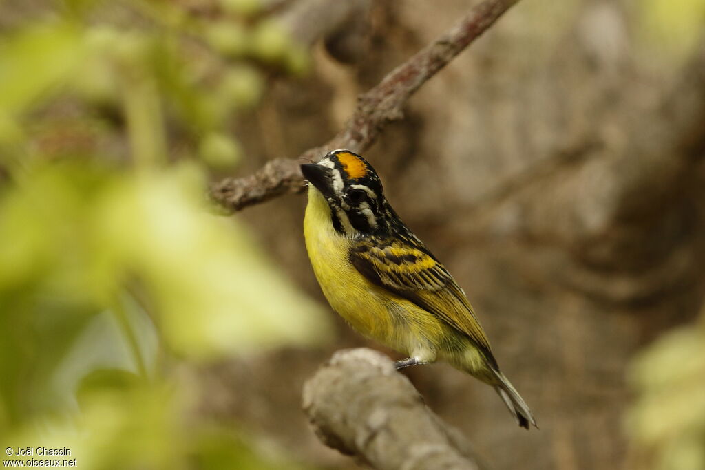 Yellow-fronted Tinkerbird, identification