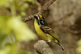 Yellow-fronted Tinkerbird