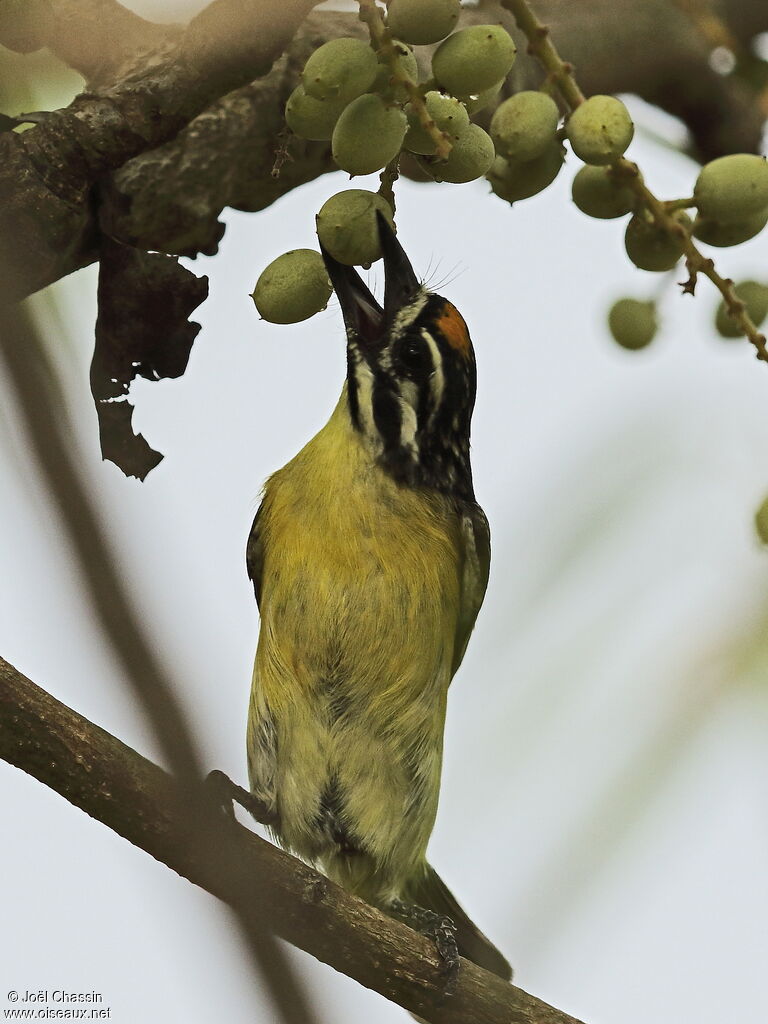 Barbion à front jaune, identification, mange