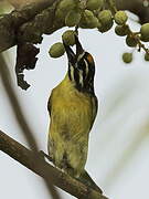 Yellow-fronted Tinkerbird