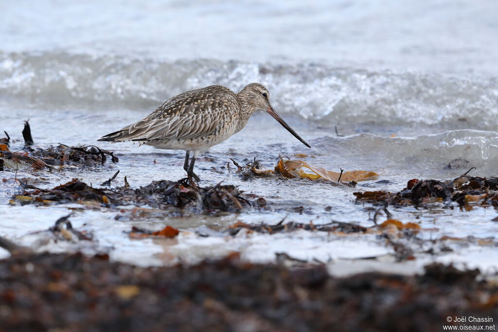 Bar-tailed Godwit