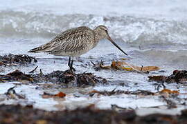 Bar-tailed Godwit