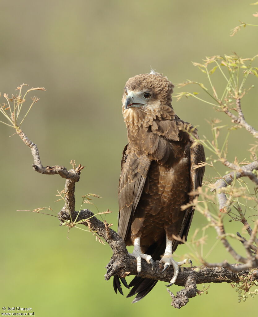 Bateleur des savanesimmature, identification, composition