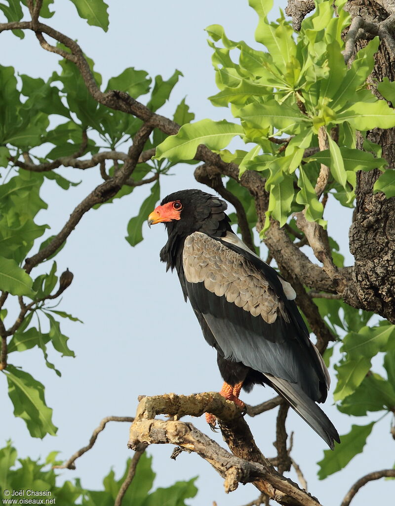 Bateleur des savanes, identification, composition