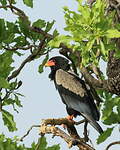 Bateleur des savanes