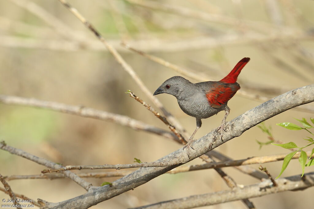 Red-winged Pytiliaadult, identification