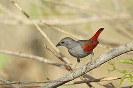 Red-winged Pytilia