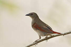 Red-winged Pytilia