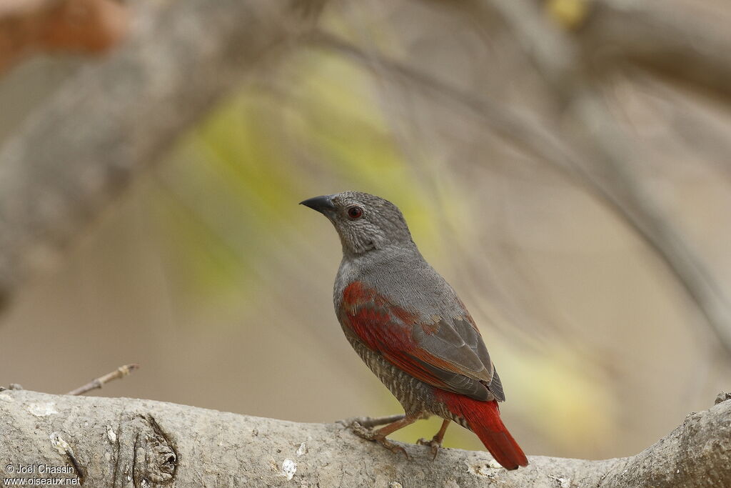 Red-winged Pytilia, identification