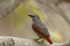 Red-winged Pytilia